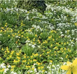  ??  ?? LEFT Eranthis hyemalis and snowdrops make perfect planting partners under a deciduous tree