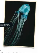  ??  ?? Box jellyfish.