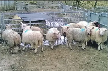  ??  ?? Some of these sheep were injured in a dog attack at Inveraray last month.