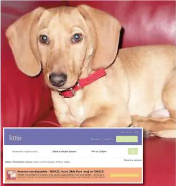  ?? PHOTOS COURTOISIE ET CAPTURE D’ÉCRAN ?? Le chien nommé Lucky a été mis en vente sur le site de Kijiji au coût de 750 $. L’annonce a depuis été retirée (en mortaise).