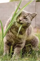  ?? Pictures: GETTY ?? HABIT: Some cats like eating grass