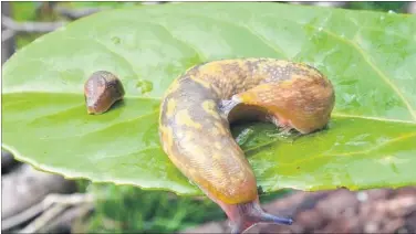  ??  ?? The green cellar slug, which can grow up to 10 centimetre­s in length