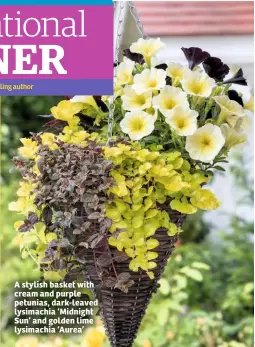  ??  ?? A stylish basket with cream and purple petunias, dark-leaved lysimachia ‘Midnight Sun’ and golden lime lysimachia ‘Aurea’