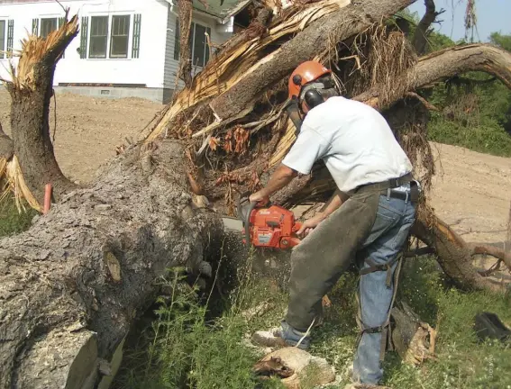  ??  ?? Not all logs come out of the forest. tree services, developers and storm cleanup work can be a source of unusual logs (above).