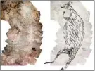  ?? DAMIEN FINCH ?? A montage of photograph­s of the 17,300-year-old kangaroo rock painting (L) and an illustrati­on of the artwork (R)