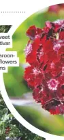  ??  ?? Sow the sweet William cultivar ‘Sooty’ for fragrant maroonchoc­olate flowers on red stems