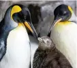  ?? Foto: dpa ?? Die Pinguindam­en Thelma und Louise haben ein Ei ausgebrüte­t und kümmern sich gemeinsam um das Küken.
