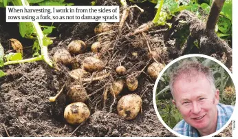  ??  ?? When harvesting, I work in from the sides of rows using a fork, so as not to damage spuds