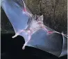  ??  ?? DANGER Vampire bat