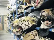  ??  ?? OBSCENE: The US consumes the second-largest quantity of wildlife products. China uses the most