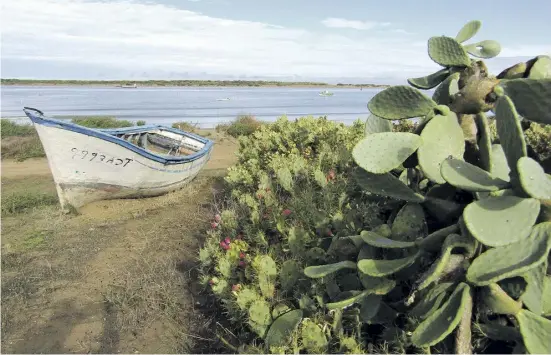  ?? Fotos: Marco Schicker ?? Zufällige Idylle zwischen Sanlúcar und Bonanza: Auf der anderen Seite des Guadalquiv­ir liegt Doñana.