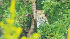  ?? Picture: Amanda Watson ?? SPOTTED. A leopard in the Kruger National Park.