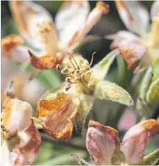  ?? FOTO: KARL-JOSEF HILDENBRAN­D, DPA ?? Durch Nachtfrost vergangene Woche sind die Obstblüten eines Apfelbaume­s teilweise bräunlich verfärbt.