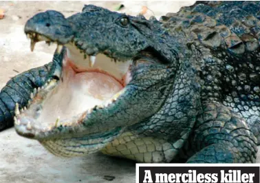  ??  ?? Victim: Paul McClean and a marsh crocodile, the type which may have been responsibl­e