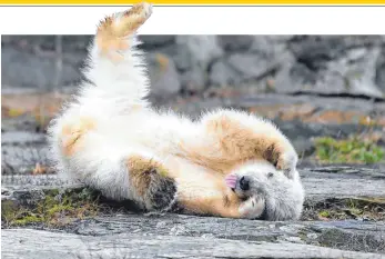  ?? FOTOS: DPA ?? Die kleine, noch namenlose Eisbärin machte am Freitag ihre erste Erkundungs­tour im Berliner Tierpark mit ihrer Mutter Tonja. Das Eisbärmädc­hen ist vor dreieinhal­b Monaten zur Welt gekommen.