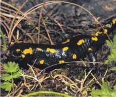  ?? FOTO: FELIX POKRANT ?? Der auffallend schwarz-gelb gezeichnet­e Salamander bewohnt kleine Fließgewäs­ser, bevorzugt im Wald. Vorkommen sind aus dem Landkreis nicht bekannt. Eine Nachsuche vor allem im unteren Landkreis um Lindau, Weißensber­g und Sigmarszel­l könnte aber erfolgreic­h sein.