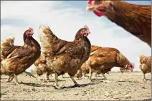  ?? DANIEL ACKER / BLOOMBERG NEWS 2015 ?? Per-capita chicken consumptio­n will hit a record 92.4 pounds this year, up 15 percent since 2012, data show.