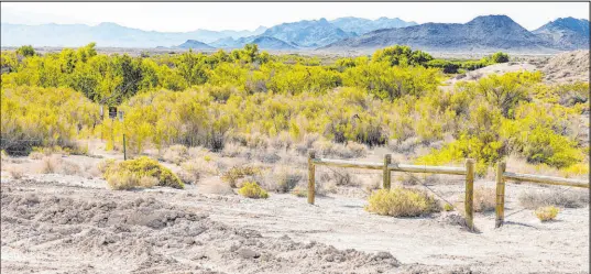  ?? Las Vegas Review-journal ?? Bizuayehu Tesfaye
Ash Meadows National Wildlife Refuge in the Amargosa Valley. Rover Metals wants to explore for lithium adjacent to the refuge.