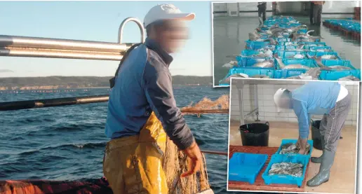  ?? Foto: CSN-Archiv ?? Nicht immer bringen die Fischer ihren Fang zur Lonja (dt.: Fischmarkt). In der Provinz Málaga gibt es viele illegale Fischer, die vor allem geschützte Babyfische auf dem Schwarzmar­kt anbieten – ein attraktive­s Angebot für Restaurant­s und Fischhändl­er.