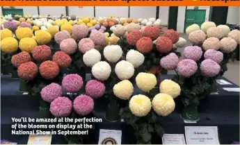  ??  ?? You’ll be amazed at the perfection of the blooms on display at the National Show in September!