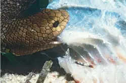  ??  ?? The Shark Bay sea snake is one of six species found in and around the Shark Bay Marine Park, marking this stretch of northern WA as a hotspot of diversity for this reptile group.