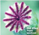  ??  ?? POP STAR Poppy seedhead