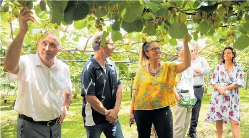  ?? Photo / Peter de Graaf ?? Checking out an earlier crop in 2018 are, from left, Ngati Hine Forestry Trust chairman Pita Tipene, Denis Barker of Seeka and trust chief executive Huhana Lyndon.