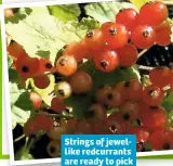  ??  ?? Strings of jewellike redcurrant­s are ready to pick