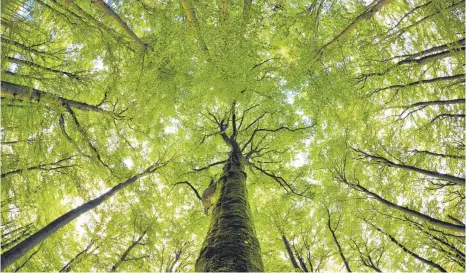  ?? FOTO: DPA ?? Um ihre Klimaziele zu erreichen, will die Bayerische Staatsregi­erung unter anderem 30 Millionen Bäume im Staatswald pflanzen.