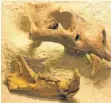  ?? FOTO: MUSEUM ULM ?? Auch Knochen eines Höhlenlöwe­n wurden entdeckt.