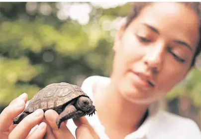  ?? FOTO: RESSORT FREGATE ISLAND PRIVATE ?? Ein Aldabra-Schildkröt­enbaby auf der Insel Fregate, die zu den Seychellen gehört