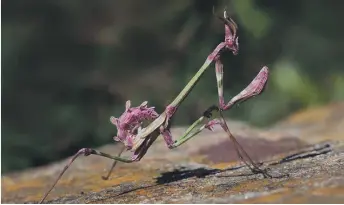  ??  ?? Una mantis palo (Empusa pennata) en Portugal. A causa de su distribuci­ón de baja densidad, esta especie casi nunca se encuentra en la naturaleza. /