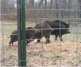  ??  ?? Quatre sangliers sauvages ont été capturés dans une immense cage installée par le ministère des Forêts, de la Faune et des Parcs.