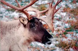  ?? CP FILE PHOTO ?? Alberta has signed a deal with the federal government on caribou protection that will allow drilling to continue in certain ranges.