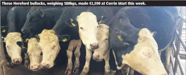  ?? ?? These Hereford bullocks, weighing 580kgs, made €1,590 at Corrin Mart this week.