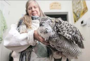  ?? LIAM RICHARDS ?? Living Sky Wildlife Rehabilita­tion executive director Jan Shadick holds the body of an owl, believed to have died after consuming a poisoned rodent. She is asking people to use snap traps instead of poison to get rid of rats and mice as the poisoned rodents can kill other animals that eat them.