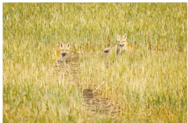  ?? MIKE DREW / POSTMEDIA NEWS ?? Young red foxes peer out from a drought-stricken barley field near Lomond, Alta., in July.