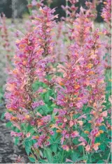  ??  ?? Agastache 'Salmon and Pink Fiesta' is an outstandin­g and resilient shrub for your dry garden.