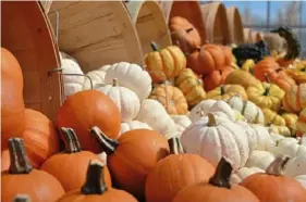  ?? Soergel Orchards ?? There will be pumpkins galore — plus apple picking and tractor rides — at the Soergel Orchards Fall Festival on weekends throughout October.