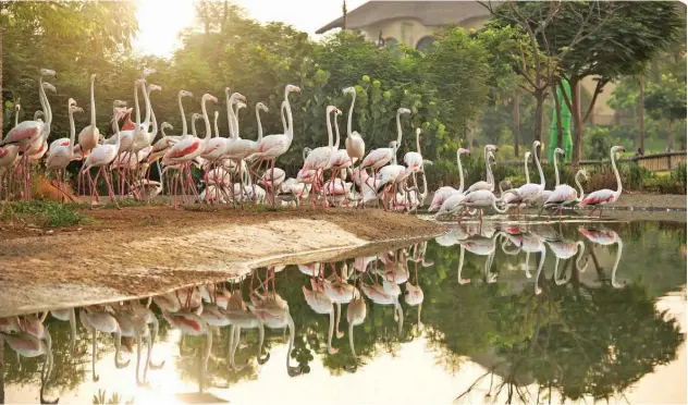  ?? WAM ?? ↑
The Dubai Safari Park houses an expanded community of 3,000 mammals, birds, amphibians and invertebra­tes.