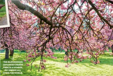  ??  ?? THE BLOSSOMING JAPANESE CHERRY TREE IS A SYMBOL OF SPRING ALL OVER THE WORLD.