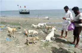  ?? — AFP photos ?? Pakistani fishermen Abdul Aziz (right) and Muhammad Dada give food to dogs on Dingy Island in Karachi.