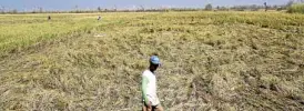  ?? —RICHARD A. REYES ?? A farmer surveys the damage to his rice crop in Solana, Cagayan.