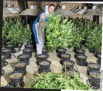  ??  ?? Busted: Police clear a cannabis farm in Wiltshire