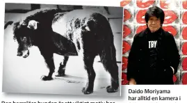  ??  ?? Den herrelösa hunden är ett viktigt motiv hos Daido Moriyama, årets Hasselblad­pristagare. Daido Moriyama har alltid en kamera i fickan och fotografer­ar dagligen.