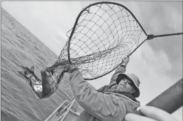  ?? Associated Press ?? In this file photo, Jared Davis hauls in a salmon caught off the coast of Stinson Beach.