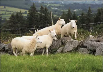  ??  ?? Aughrim Sheep Show will launch a new book tomorrow (Thursday) marking its 50th anniversar­y.