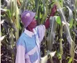  ?? ?? The vice chairperso­n of Sebasa irrigation scheme, Mr Limakatso Sibanda inspects the maize crop