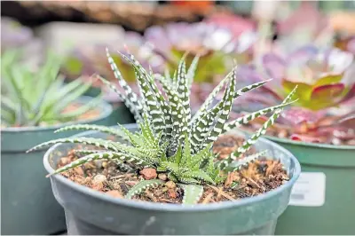  ??  ?? Top: Haworthia Fasciata White is a best seller at San Francisco’s Succulence Life and Garden.