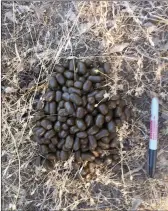  ?? Courtesy / California Fish and Wildlife ?? California Fish and Wildlife staff made a map to try to show the lone bull elk’s journey from south of Lake Tahoe to Sonora Pass (left). Scientists at UC Davis analyzed scat DNA to try to determine where the lone bull elk originated (above).